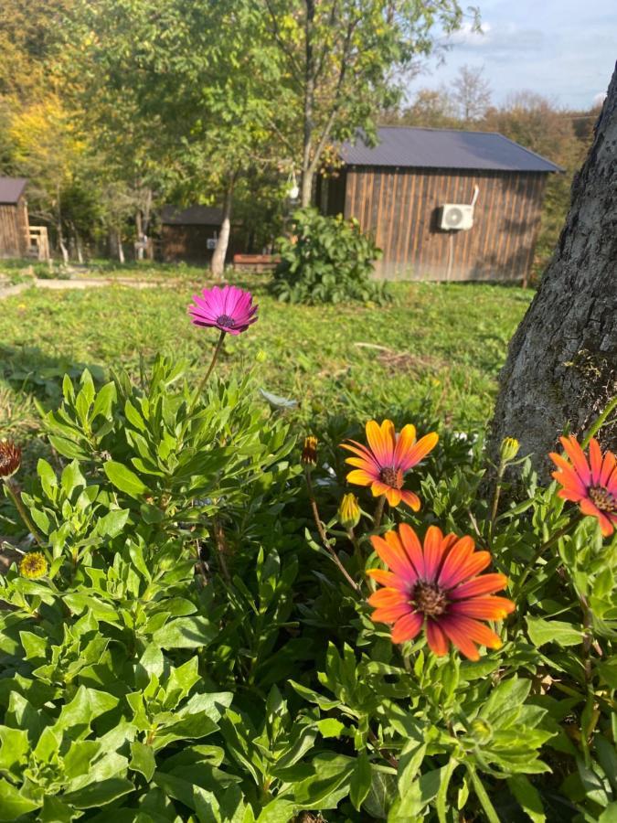 La Padurea Mica Campsite *
